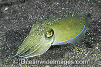 Cuttlefish Photo - Gary Bell