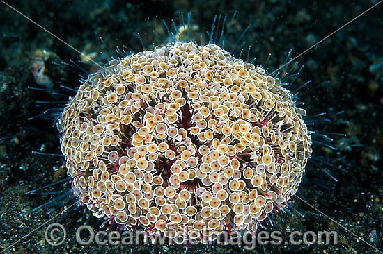 flower sea urchin