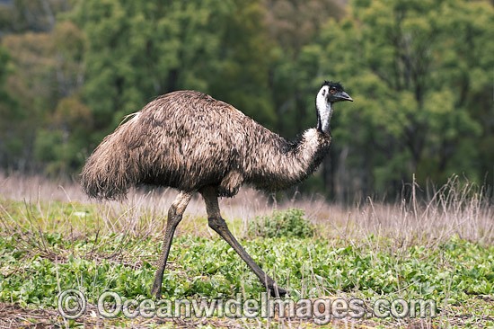 Emu Dromaius novaehollandiae photo
