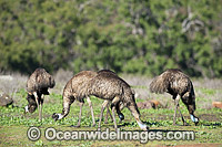 Emu Flock grazing Photo - Gary Bell
