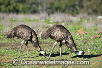 Emu Pair grazing Photo - Gary Bell