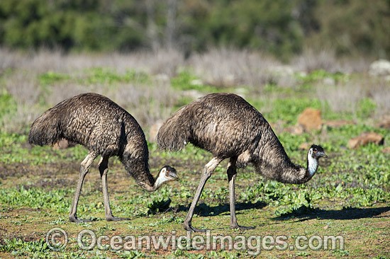 Emu Pair photo