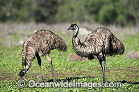 Emu Pair Photo - Gary Bell