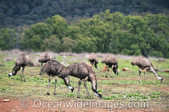 Emu Flock grazing photo