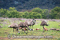 Emu juvenile pair Photo - Gary Bell