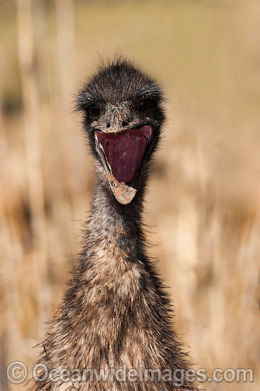Emu juvenile photo