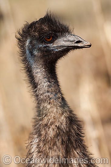 Emu juvenile photo
