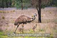 Emu male with chicks Photo - Gary Bell