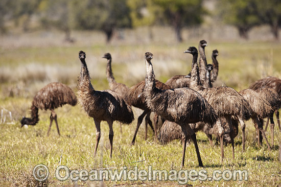 Emu flock of juveniles photo