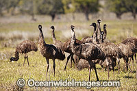 Emu flock of juveniles Photo - Gary Bell