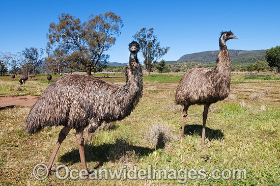 Emu Dromaius novaehollandiae flock photo
