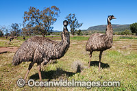 Emu Dromaius novaehollandiae flock Photo - Gary Bell