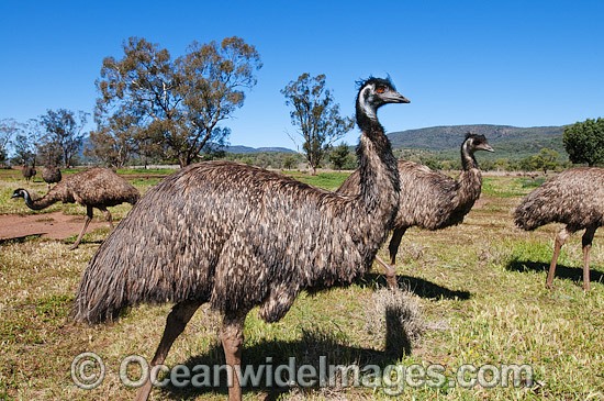 Emu flock photo