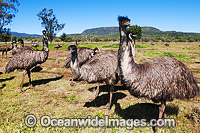 Emu flock Photo - Gary Bell