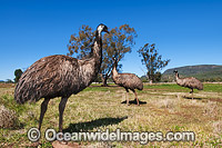 Emus Photo - Gary Bell