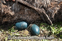 Emu males sitting on eggs Photo - Gary Bell
