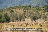 Emu juveniles grazing Photo - Gary Bell