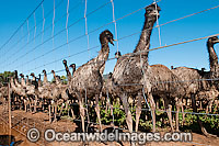 Emus fenced at Emu farm Photo - Gary Bell