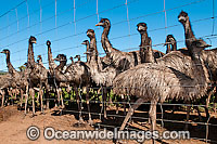 Emus at Emu farm Photo - Gary Bell