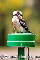 Laughing Kookaburra on power pole Photo - Gary Bell