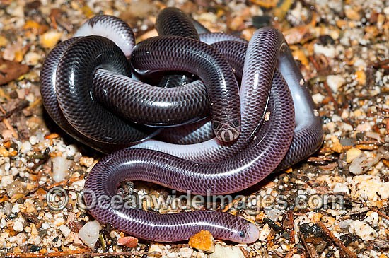 Blackish Blind Snake pair coiled together photo