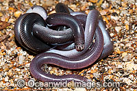 Blackish Blind Snake pair coiled together Photo - Gary Bell