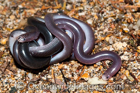 Blackish Blind Snake Ramphotyphlops nigrescens photo