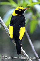 Regent Bowerbird male Photo - Gary Bell