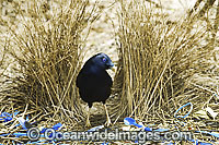 Satin Bowerbird male in bower Photo - Gary Bell