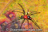 Garden Spider Photo - Gary Bell