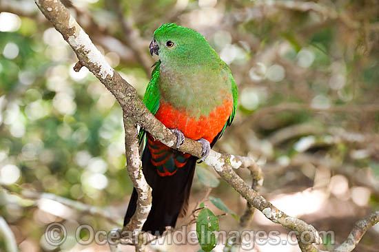 Australian King Parrot female photo