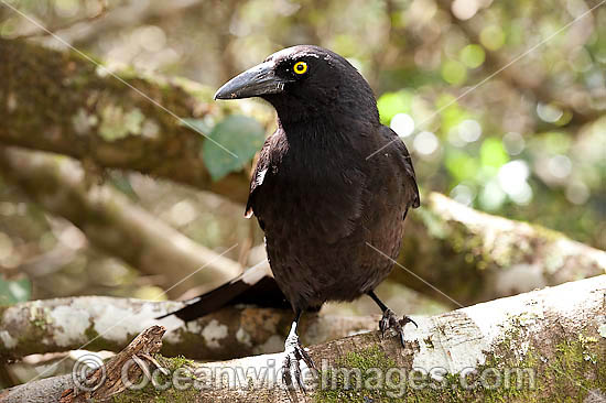 Pied Currawong photo