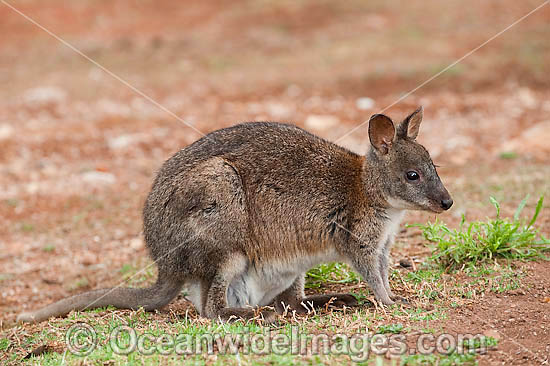 Red-necked Pademelon Thylogale thetis photo