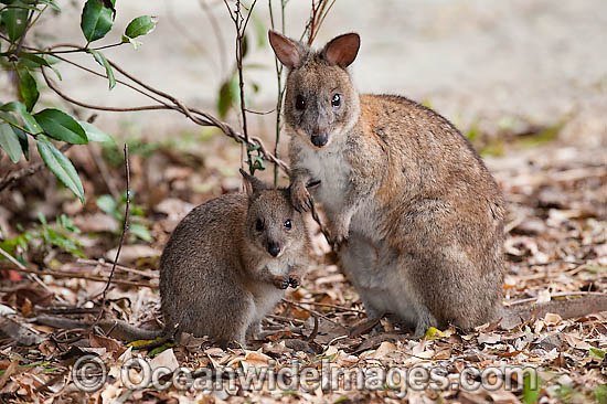 Red-necked Pademelon mother with joey photo