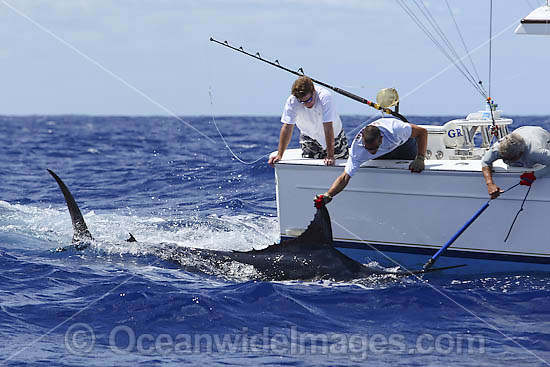 Blue Marlin and snooter photo