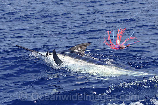 Indo-Pacific Blue Marlin on surface photo