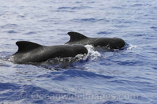Short-finned Pilot Whales pair photo