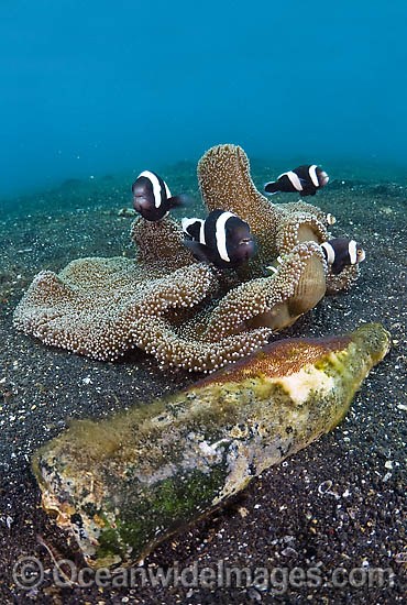Anemonefish with eggs in glass bottle photo