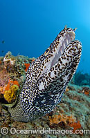 Spotted Moray Eel Gymnothorax moringa Photo - Michael Patrick O'Neill