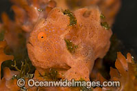 Painted Frogfish Photo - Michael Patrick O'Neill