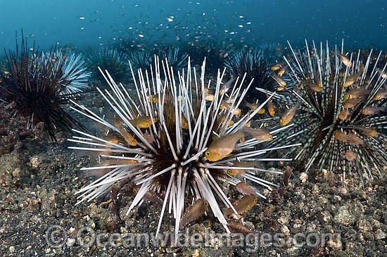 Flagfin cardinalfish sheltering in urchins photo