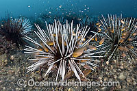 Flagfin cardinalfish sheltering in urchins Photo - MIchael Patrick O'Neill