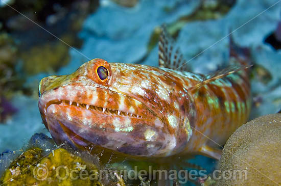Reef Lizardfish Synodus variegatus photo