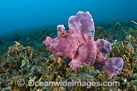 Paddle-flap Scorpionfish Rhinopias eschmeyeri Photo - Michael Patrick O'Neill