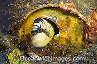 Juvenile Titan Triggerfish hiding in tin can Photo - Michael Patrick O'Neill