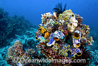 Reef scene of Ascidians and Tunicates Photo - Michael Patrick O'Neill