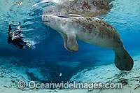 Snorkeler and Florida Manatee Photo - Michael Patrick O'Neill