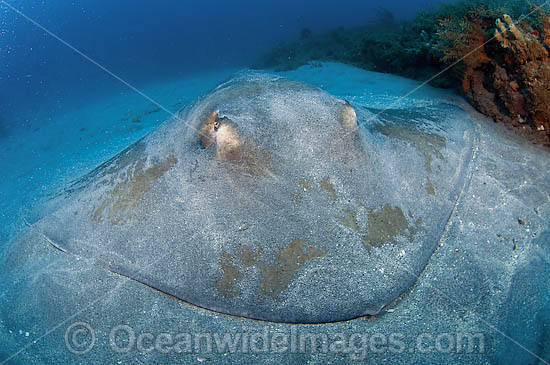 Roughtail Stingray Photos & Images