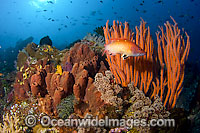 Reef scene of fish and coral Photo - Michael Patrick O'Neill