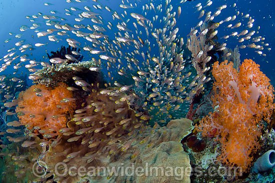 Reef Scene of fish and coral photo